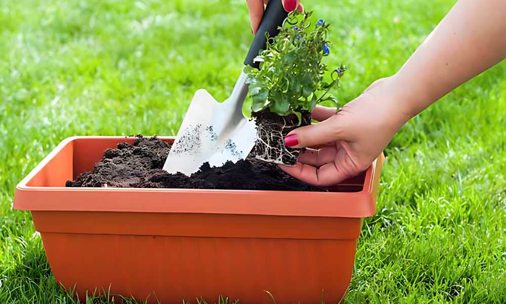 planting flowers in large planters