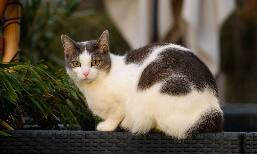 Cat on a patio furniture