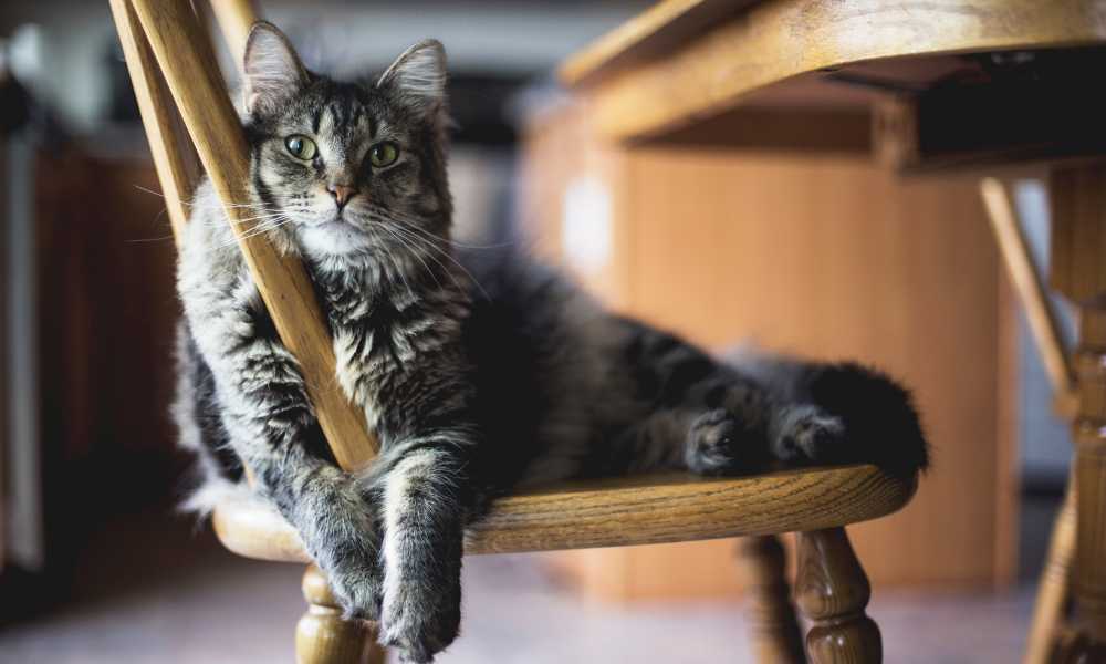 providing alternative sitting spots to keep cats off patio furniture